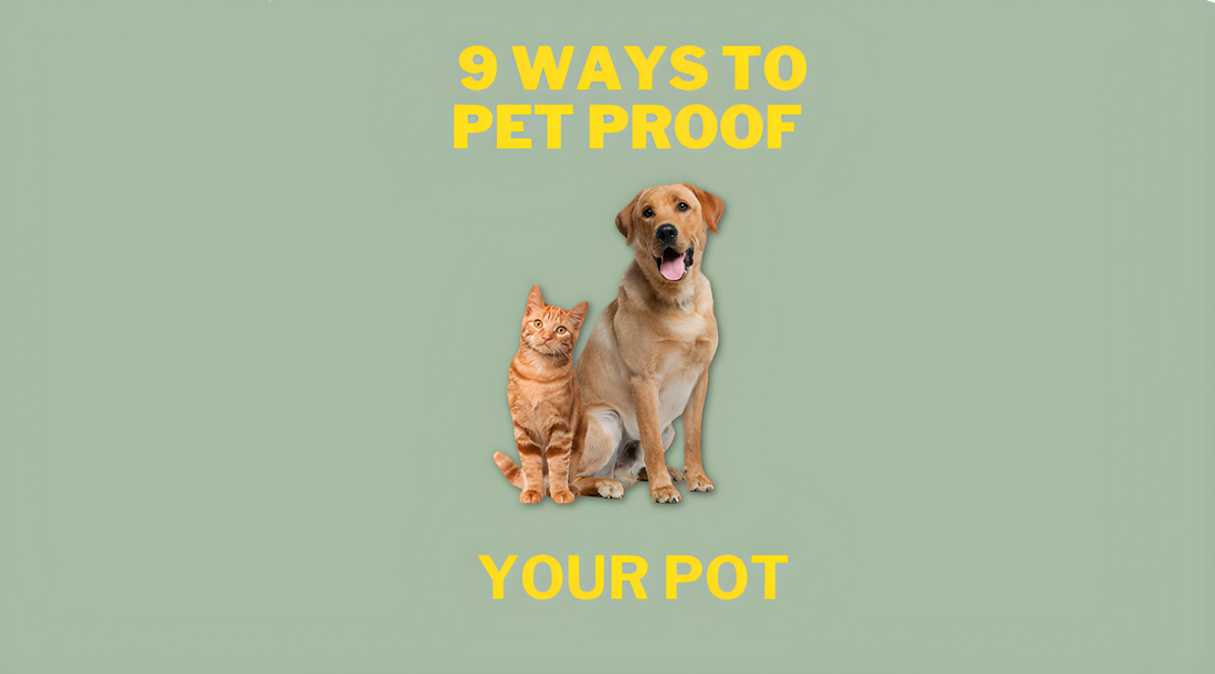 9 ways to Pet Proof your Pot